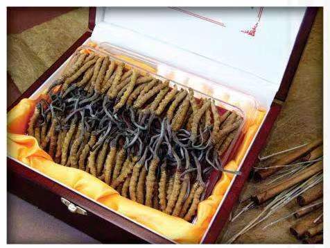 秀山冬虫夏草回收